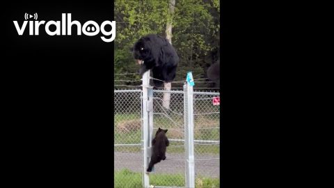 Black Bear Family Climbs Over Military Base Fence || ViralHog