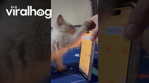 Kitty Plays Cockroach Game on Phone || ViralHog