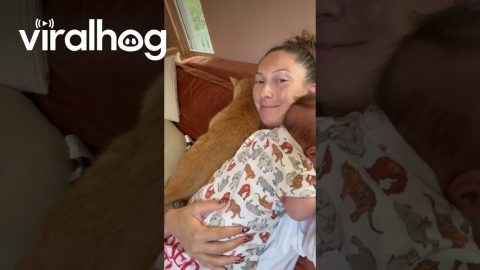 Cat Cuddles Up to Mom and Baby || ViralHog