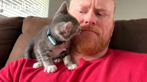 Carlos the Kitten Trying His Best to Befriend New Owner || ViralHog