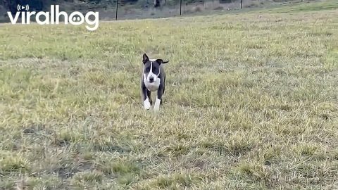Bull Terrier Comes Running For Treat || ViralHog