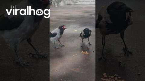 Noisy Crow Begs Mom for Food || ViralHog