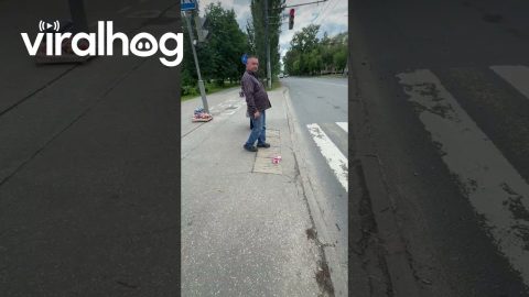 Man Walking a Toy Dog || ViralHog