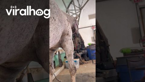 Dog Nibbles on Some Tasty Horse Legs || ViralHog
