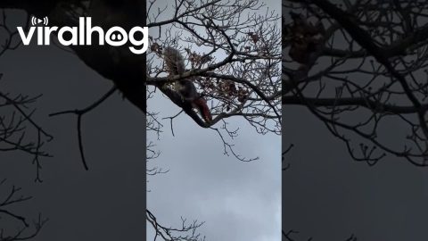 Jersey Squirrel Eating Jersey Pizza || ViralHog