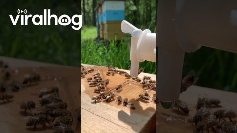 Bees Drinking From a Water Feeder || ViralHog
