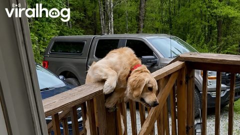 Golden Retriever Can't Climb Over Porch Gate || ViralHog