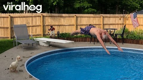 Dad and Duck Take a Dip || ViralHog