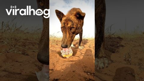Thirsty Desert Dog Gets a Helping Hand || ViralHog