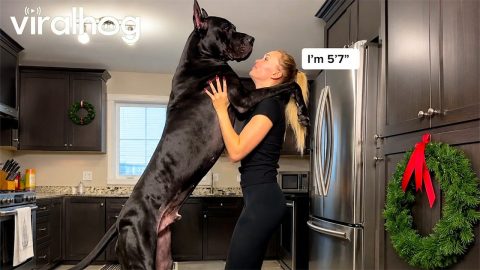 Great Dane Is Taller Than Human || ViralHog
