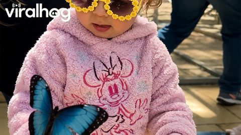 Girl Meets Butterflies at the Nicholas Conservatory and Gardens in Rockford, IL || ViralHog