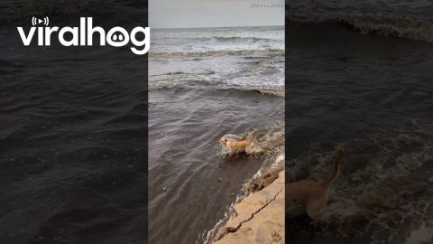 Dog Crosses Rushing Water in India || ViralHog