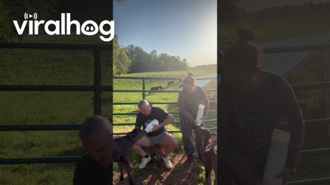 Bottle Feeding Calves Gone Wrong || ViralHog