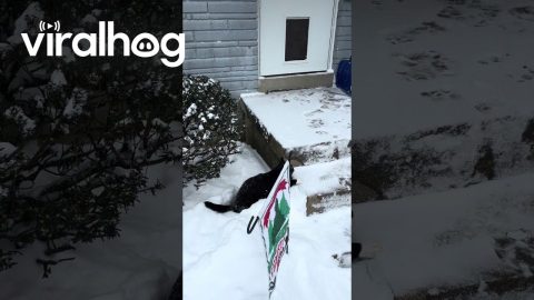 Cat Struggles Through Snow || ViralHog