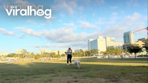 Sprint Starts By Dodging Tripped Dog || ViralHog