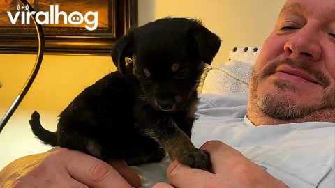 Puppy Pauses Playtime For Potty Break || ViralHog