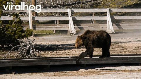 Grizzly Bear Walks Yellowstone Boardwalk || ViralHog