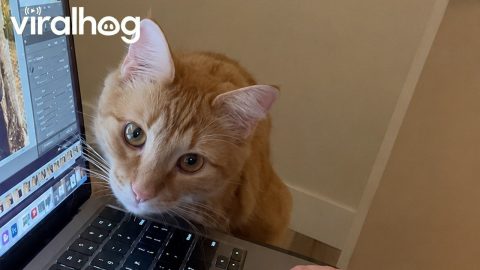 Orange Cat Oversees Photo Editing Process || ViralHog