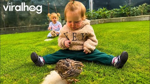Baby Makes Its First Fluffy Friend || ViralHog
