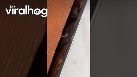Cat Caught Peeking Under Bathroom Door || ViralHog