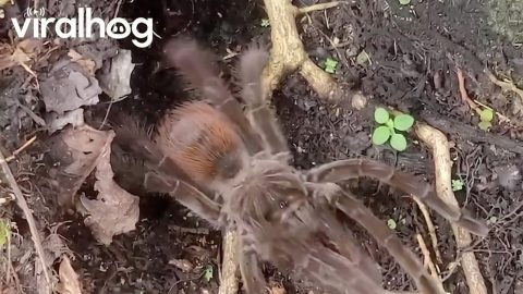 Tarantula Mistakes Stick for Prey || ViralHog