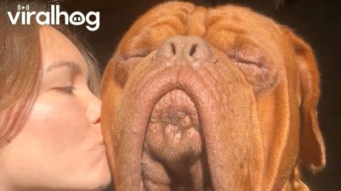 Morning Kisses and Sunshine With Massive Dogue De Bordeaux || ViralHog