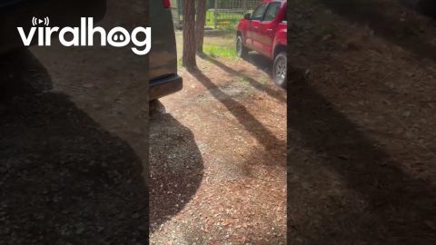 LOUD Exhaust Backfire on 2013 Chevrolet Express Van || ViralHog