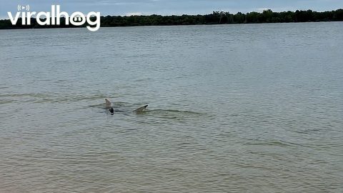 Sharks and Crocodiles Share the Shallows || ViralHog