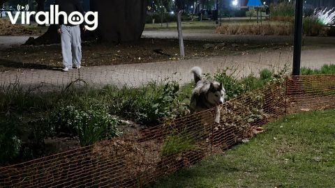 Siberian Husky Folds Over Safety Fencing || ViralHog