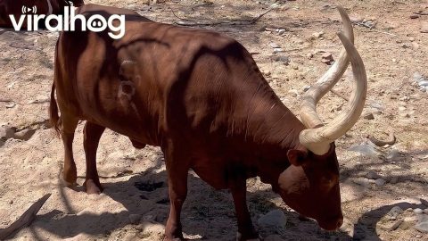 Those Are Some Long Horns || ViralHog