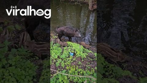 Wild Boar Family River Crossing || ViralHog