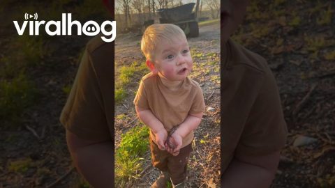 Toddler Holding a Lizard || ViralHog