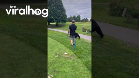 Never Get Between a Bear and His Clubs || ViralHog