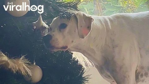 Sneaky Pup Steals Ornament Off of Christmas