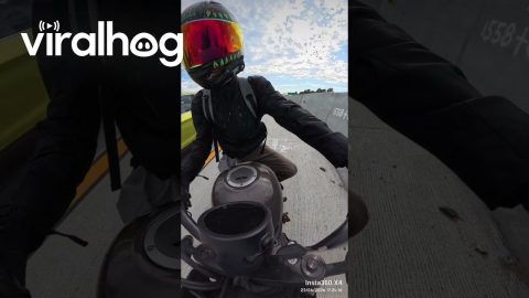 Biker Saves Kitten on Highway || ViralHog