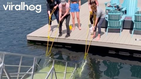 Group of Women Get Stranded on a Dock || ViralHog