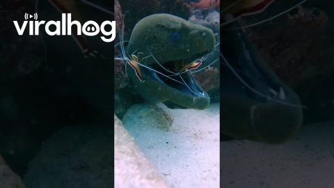 Huge Javanese Moray Eel Getting Cleaned by Two Very Brave Cleaning Shrimp || ViralHog