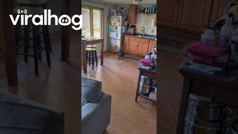 Unexpected Eagle Visits Kitchen || ViralHog