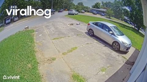 Mailbox Massacre || ViralHog