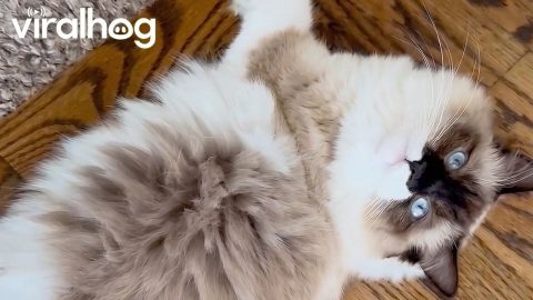 Cat Comes Running Every Time Her Name Is Called || ViralHog