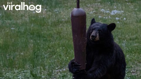Black Bear Tears Down Feeder || ViralHog