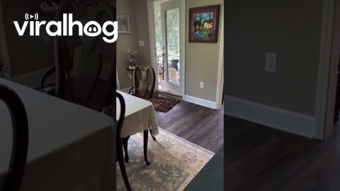 Gentleman Dog Opens the Door for His Friend || ViralHog