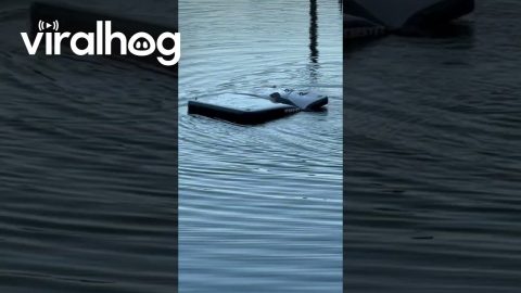Baby Seal Plays on Inflatable Raft || ViralHog