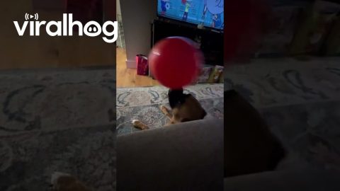 Tucker Has a Unique Way of Playing With His Balloon || ViralHog