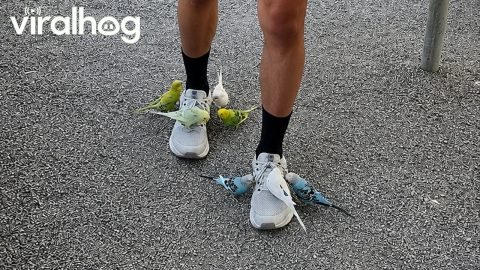 Parakeets Obsessed With Man's Shoes || ViralHog