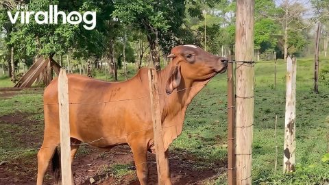 Nonchalant Cow Dismantles Fence || ViralHog