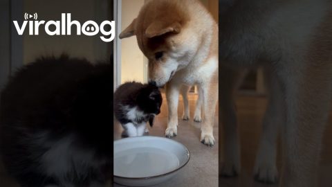Shiba Inu Puppy Pushes Kitten Into Water Bowl || ViralHog