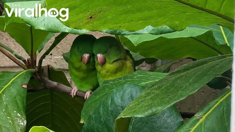 Loving Parakeets Cuddle In The Leaves || ViralHog