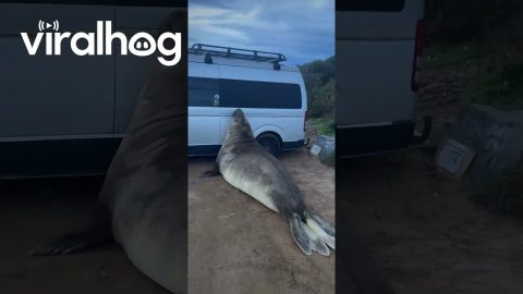 Neil The Seal Vs. Parked Car || ViralHog