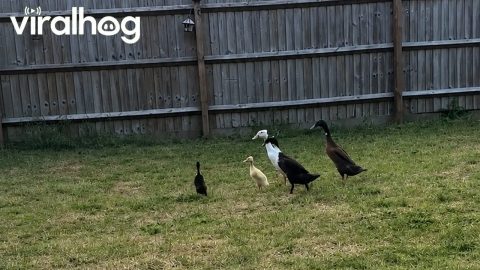 New Duck Welcomed Into Flock || ViralHog